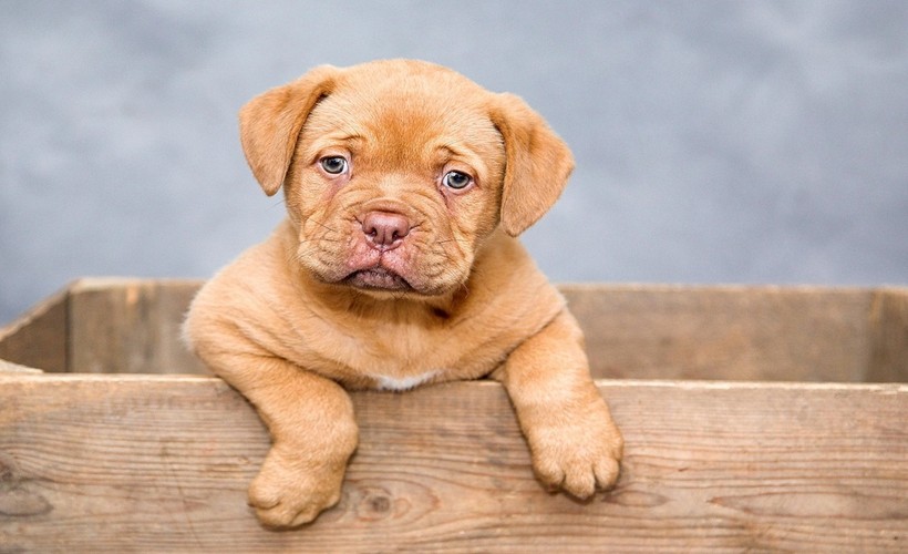 Köpekleri Seven 4 Burç: Sadık Dostların Burç Haritası