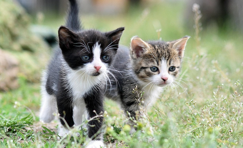 Kedi ve Köpekleri Birbirine Alıştırmanın 5 Etkili Yolu