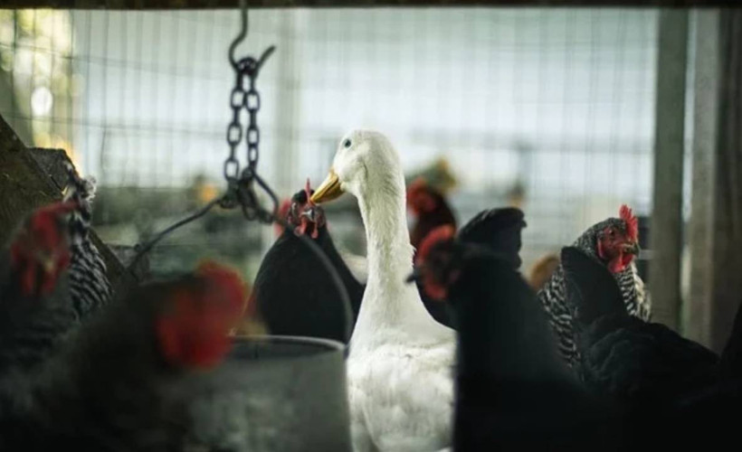 Almanya'da kuş gribi salgını: 400 binden fazla hayvan itlaf edildi