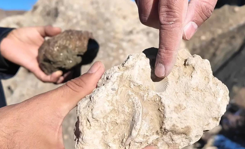 Bingöl’de deniz mi vardı? 50 milyon yıllık deniz canlısı fosilleri bulundu