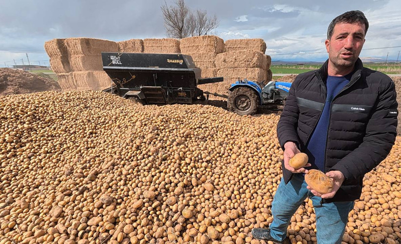 Maliyeti 8-11 lira olan patates 70 kuruşa hayvan yemi oldu