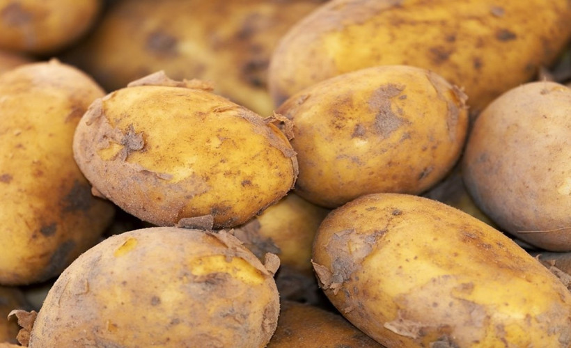 Patates Filizlendiyse Üzülmeyin! Bu Yöntemle Filizlenen Patatesler Kurtulabiliyor