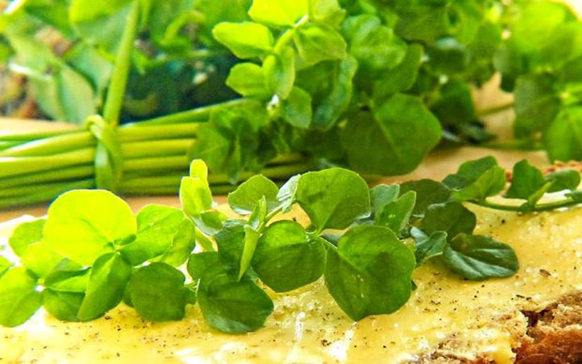 D&uuml;nyanın En Sağlıklı Yeşilliği A&ccedil;ıklandı - Resim : 2