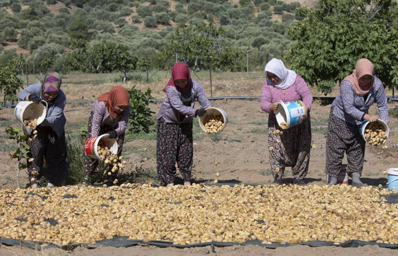 Aşırı sıcaklar inciri de vurdu: Kuru incirde hasat erken başladı - Resim: 2