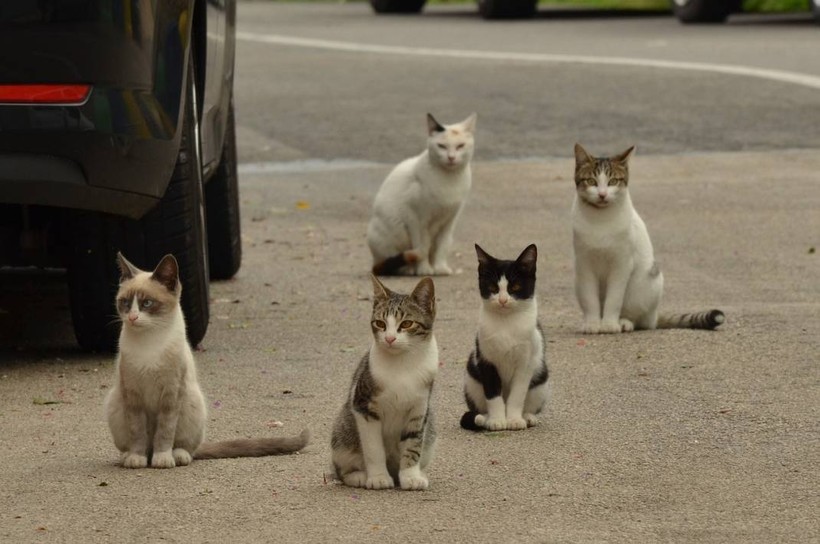 8 Ağustos Uluslararası Kedi Günü ne anlama geliyor? - Resim: 14