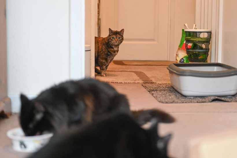 Sahipsiz kedi ve yaralı vahşi kuşlar iki arkadaşa emanet - Resim: 1