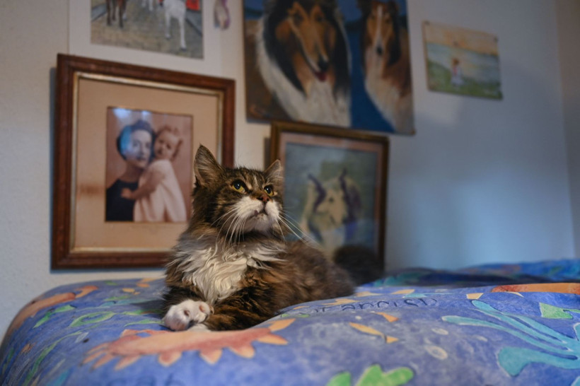 Sahipsiz kedi ve yaralı vahşi kuşlar iki arkadaşa emanet - Resim: 7