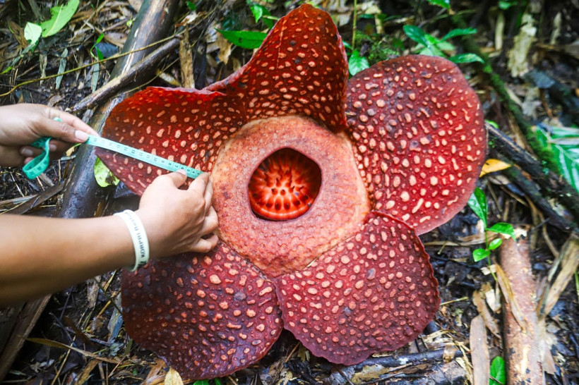 Endonezya'da dünyanın en büyük çiçeği 'Rafflesia Arnoldii' açtı - Resim: 1