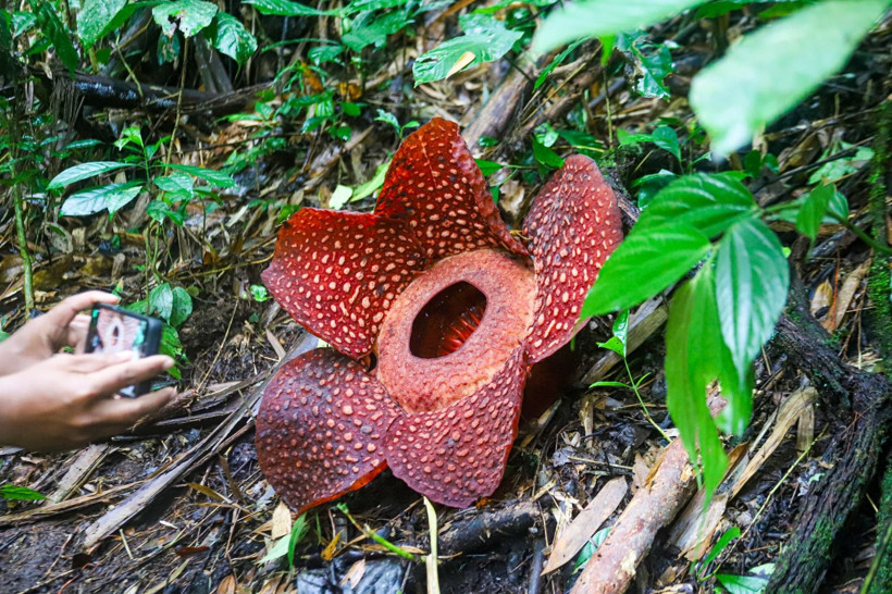 Endonezya'da dünyanın en büyük çiçeği 'Rafflesia Arnoldii' açtı - Resim: 2