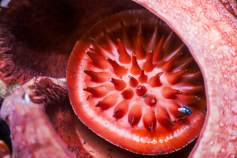 Endonezya'da dünyanın en büyük çiçeği 'Rafflesia Arnoldii' açtı - Resim: 4