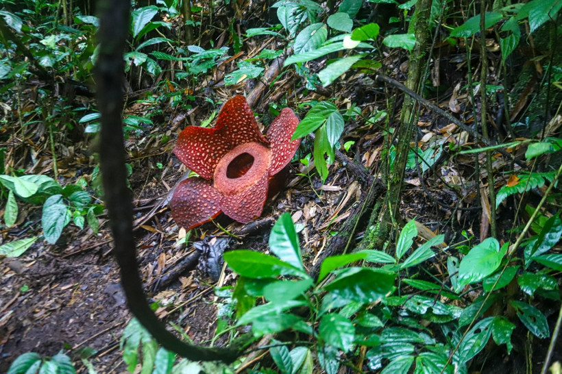Endonezya'da dünyanın en büyük çiçeği 'Rafflesia Arnoldii' açtı - Resim: 5