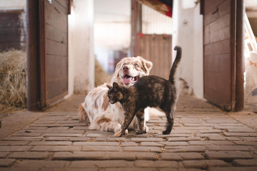 Köpeklerle kediler birbirine nasıl alıştırılır? Evde kedi ve köpek besleyenler dikkat - Resim: 2