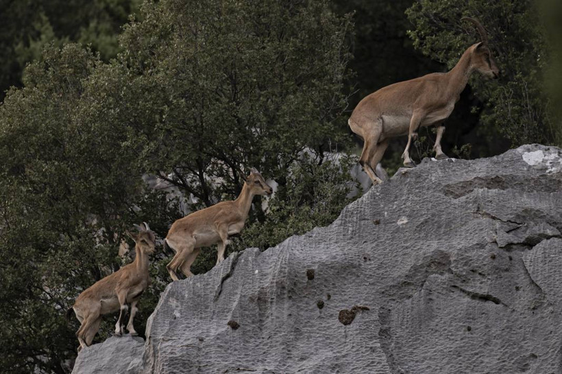 Koruma altındaki yaban keçileri Toros dağlarında görüntülendi - Resim: 50