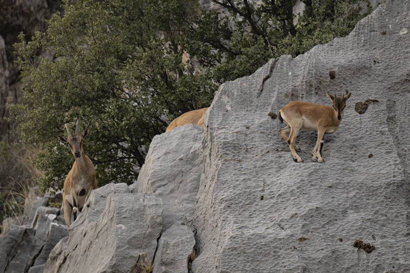 Koruma altındaki yaban keçileri Toros dağlarında görüntülendi - Resim: 48