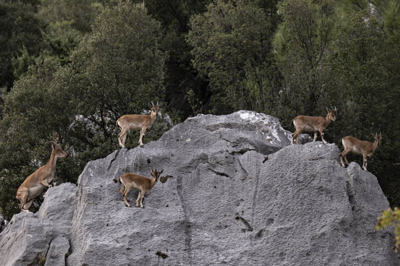 Koruma altındaki yaban keçileri Toros dağlarında görüntülendi - Resim: 47