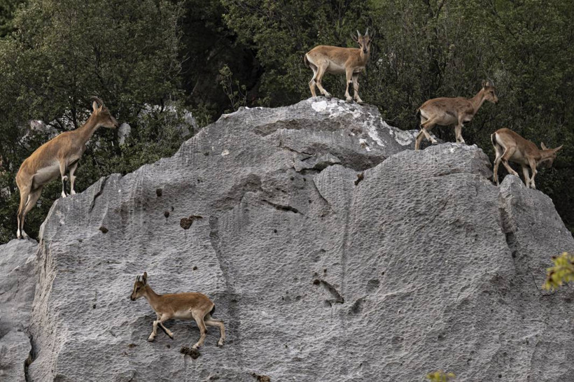 Koruma altındaki yaban keçileri Toros dağlarında görüntülendi - Resim: 44