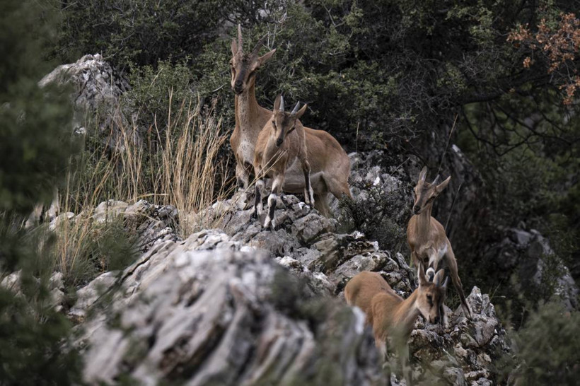 Koruma altındaki yaban keçileri Toros dağlarında görüntülendi - Resim: 46