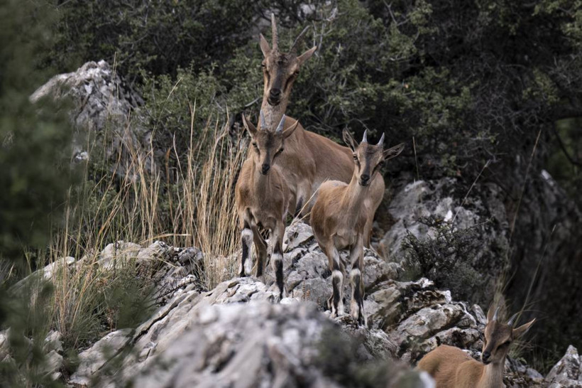 Koruma altındaki yaban keçileri Toros dağlarında görüntülendi - Resim: 45