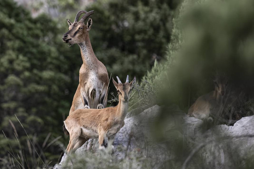 Koruma altındaki yaban keçileri Toros dağlarında görüntülendi - Resim: 41