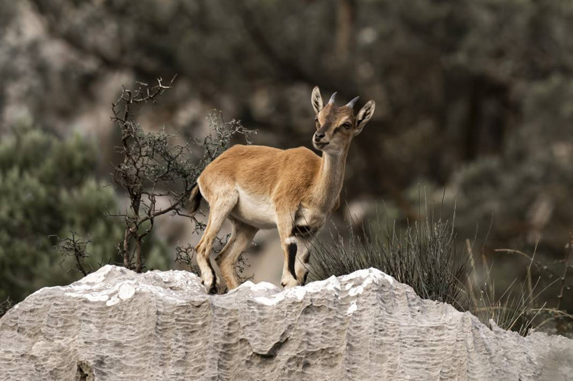 Koruma altındaki yaban keçileri Toros dağlarında görüntülendi - Resim: 42