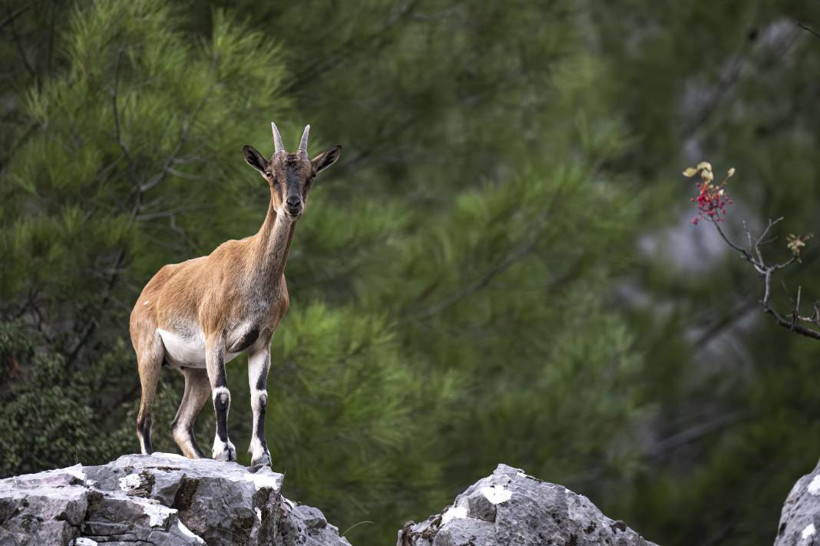 Koruma altındaki yaban keçileri Toros dağlarında görüntülendi - Resim: 36