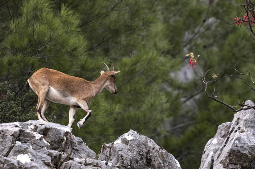 Koruma altındaki yaban keçileri Toros dağlarında görüntülendi - Resim: 35