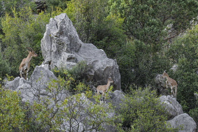 Koruma altındaki yaban keçileri Toros dağlarında görüntülendi - Resim: 22