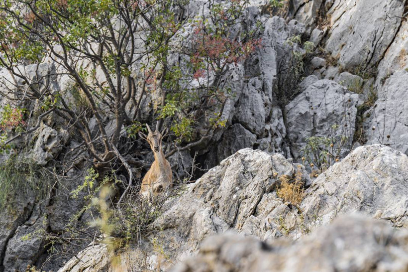 Koruma altındaki yaban keçileri Toros dağlarında görüntülendi - Resim: 30