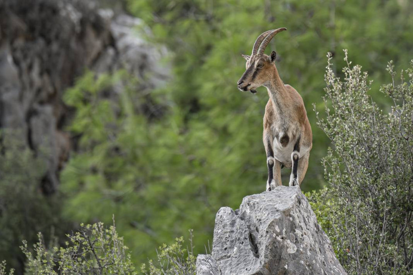 Koruma altındaki yaban keçileri Toros dağlarında görüntülendi - Resim: 29
