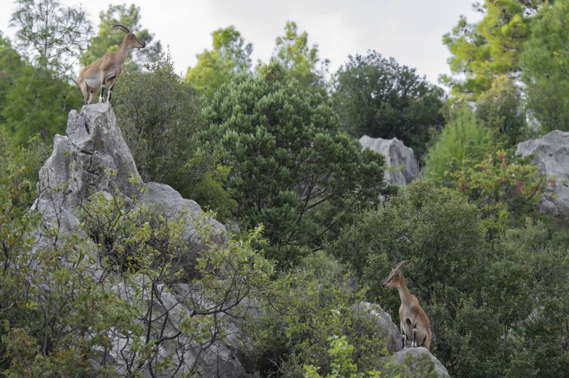Koruma altındaki yaban keçileri Toros dağlarında görüntülendi - Resim: 16