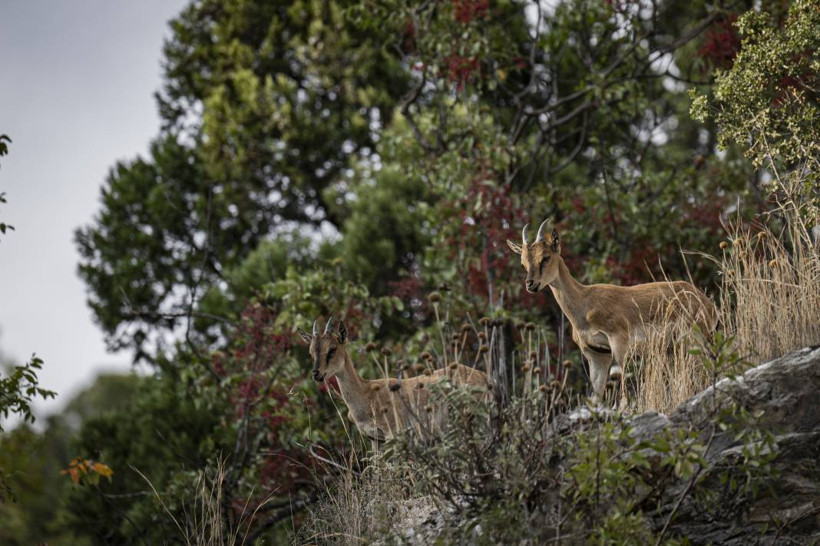 Koruma altındaki yaban keçileri Toros dağlarında görüntülendi - Resim: 20