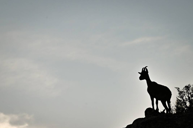 Koruma altındaki yaban keçileri Toros dağlarında görüntülendi - Resim: 11