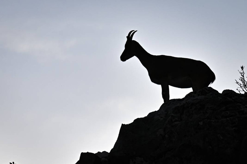 Koruma altındaki yaban keçileri Toros dağlarında görüntülendi - Resim: 14