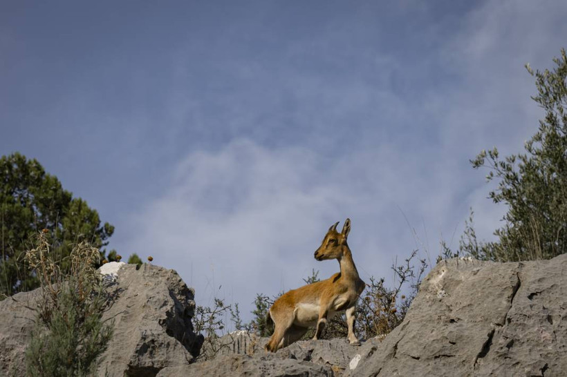 Koruma altındaki yaban keçileri Toros dağlarında görüntülendi - Resim: 15