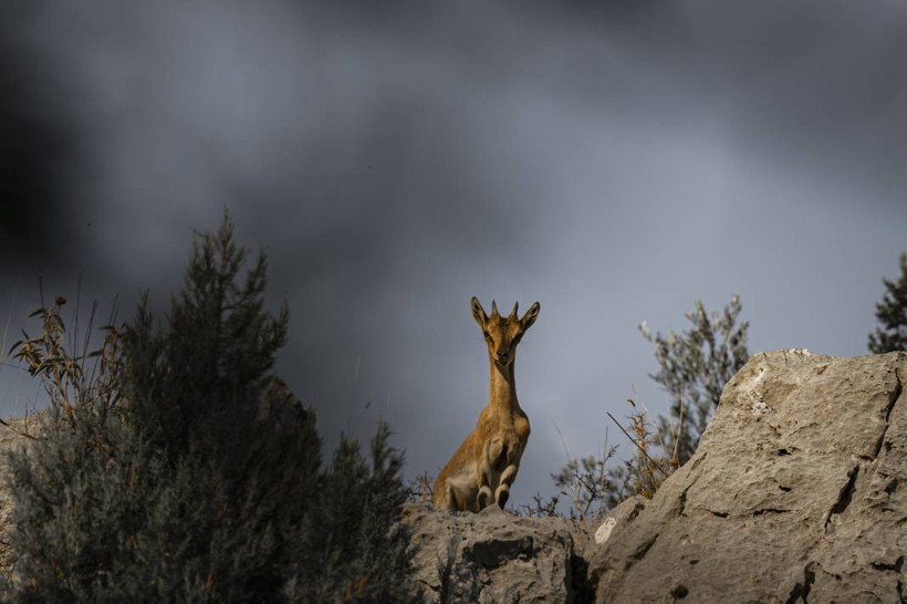 Koruma altındaki yaban keçileri Toros dağlarında görüntülendi - Resim: 12