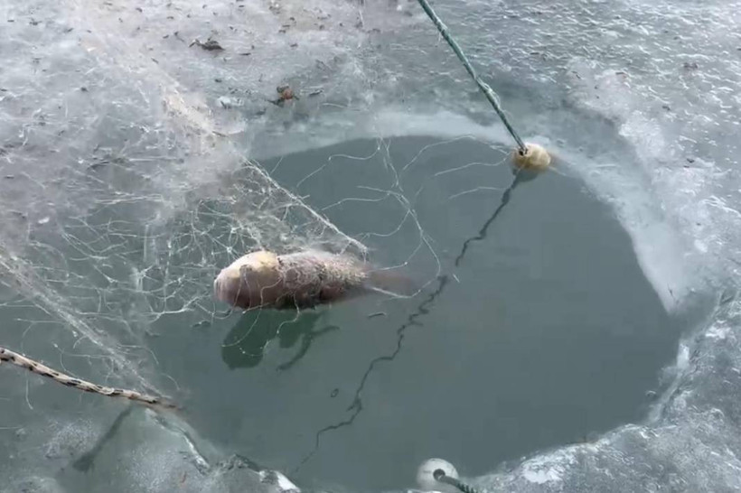 Çıldır Gölü'nde eskimo usulü atılan ağlar çekildi - Resim: 5
