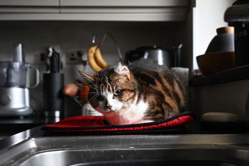 Sahipsiz kedi ve yaralı vahşi kuşlar iki arkadaşa emanet - Resim: 8