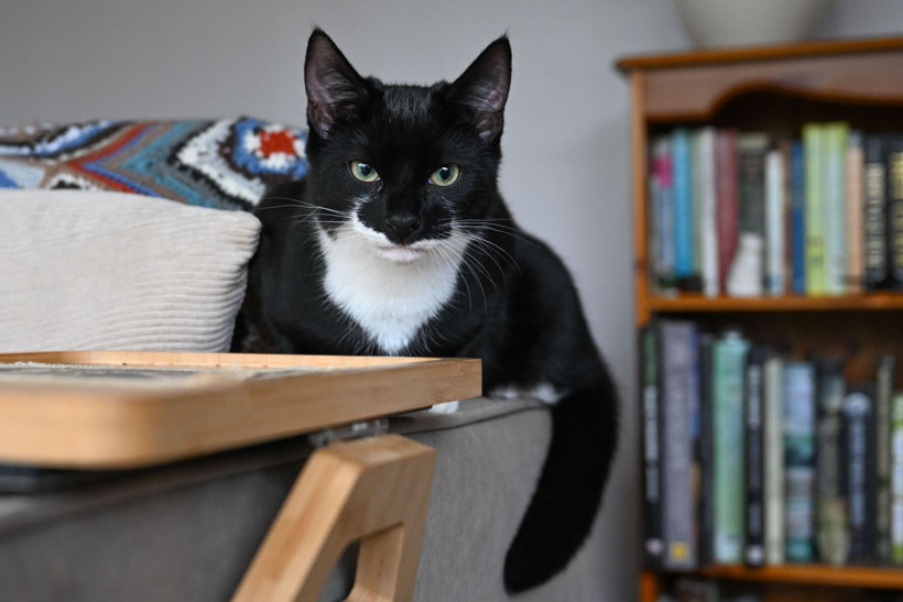 Sahipsiz kedi ve yaralı vahşi kuşlar iki arkadaşa emanet - Resim: 9