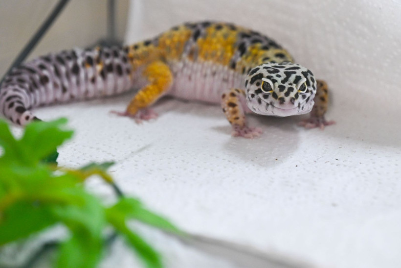 Sahipsiz kedi ve yaralı vahşi kuşlar iki arkadaşa emanet - Resim: 11