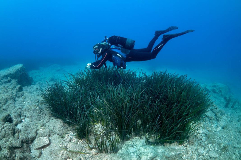 Muğla Dalyan Kanalı su altından görüntülendi - Resim: 11