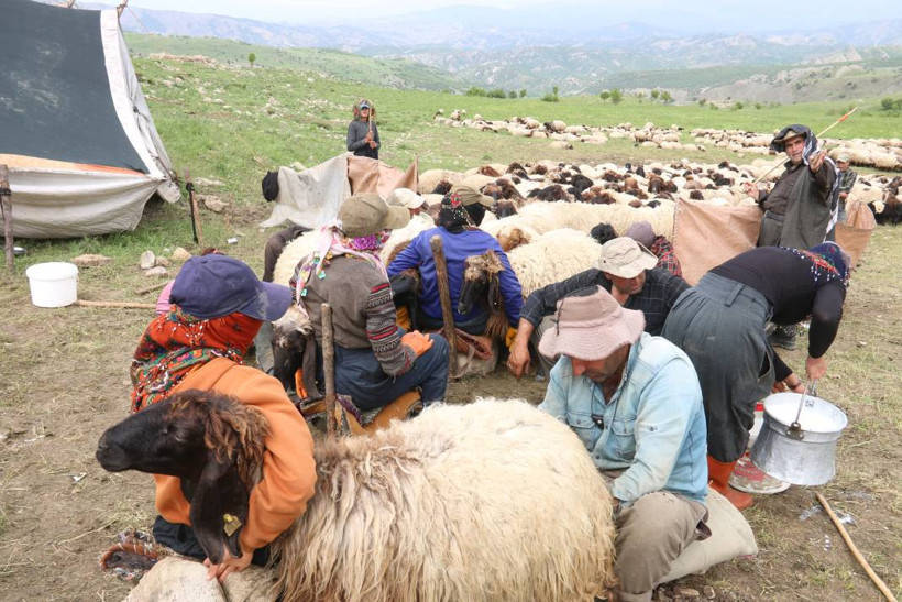 Serin yaylalara göç: Siirtli koçerlerin Herekol eteklerine doğru 'kolektif' yolculuğu - Resim: 7