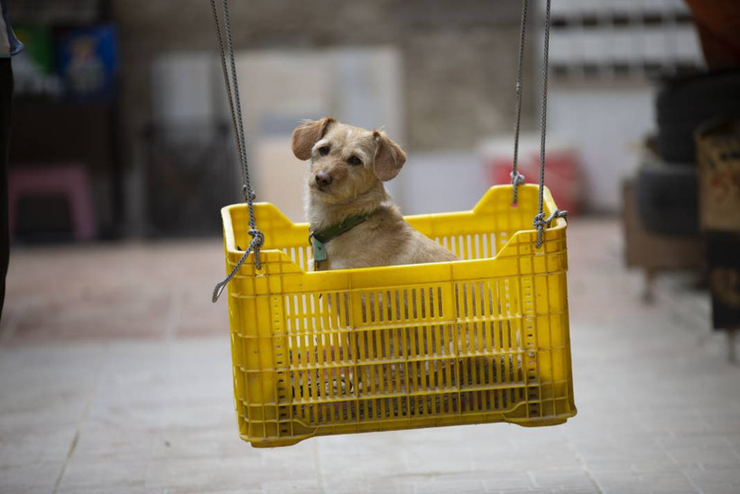 Köpeğini skuterle gezdirip salıncağa bindiriyor: 'Yedi torun var bir de bu sekiz oldu' - Resim: 8