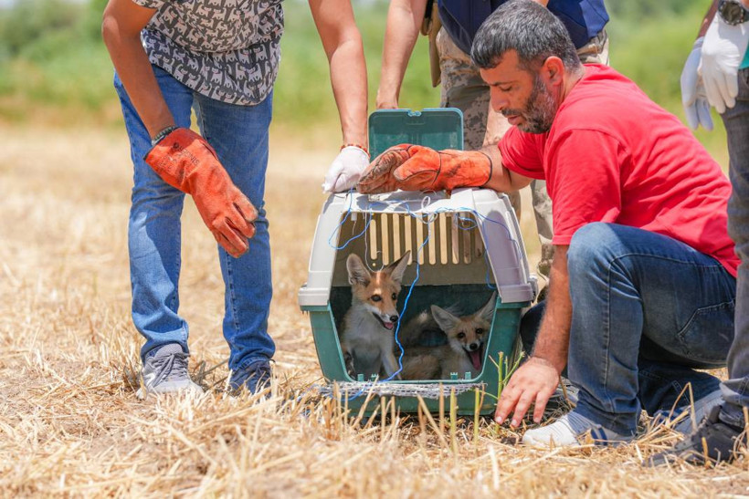 Diyarbakır ve Sivas'tan gelen tilki yavruları 'Dicle' ve 'Fırat' doğaya salındı - Resim: 1