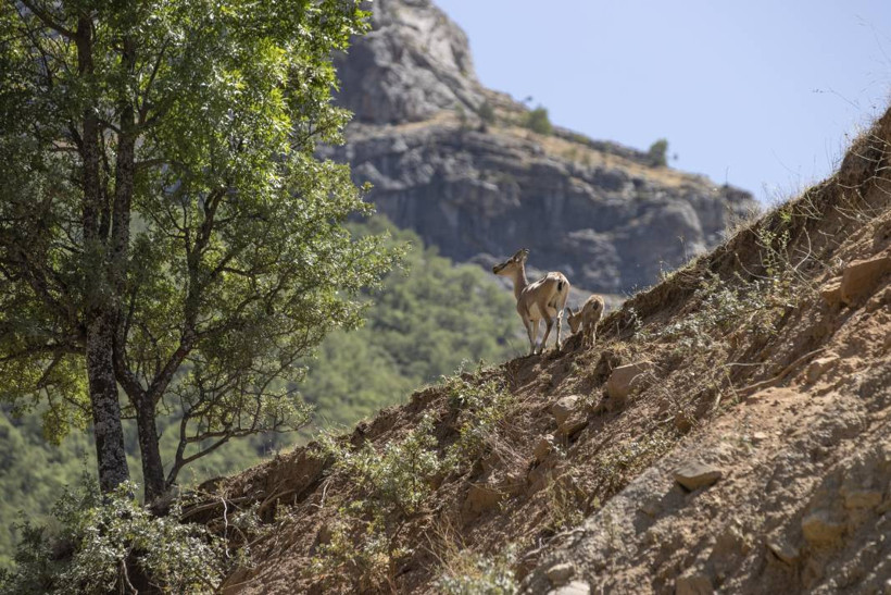 Dersim'de yaban keçileri yavrularıyla görüntülendi - Resim: 4