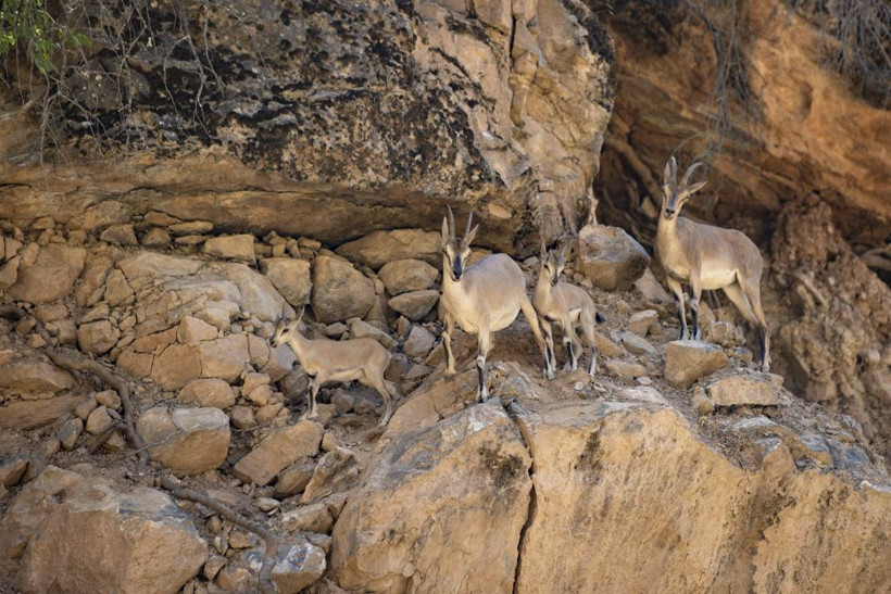 Dersim'de yaban keçileri yavrularıyla görüntülendi - Resim: 3
