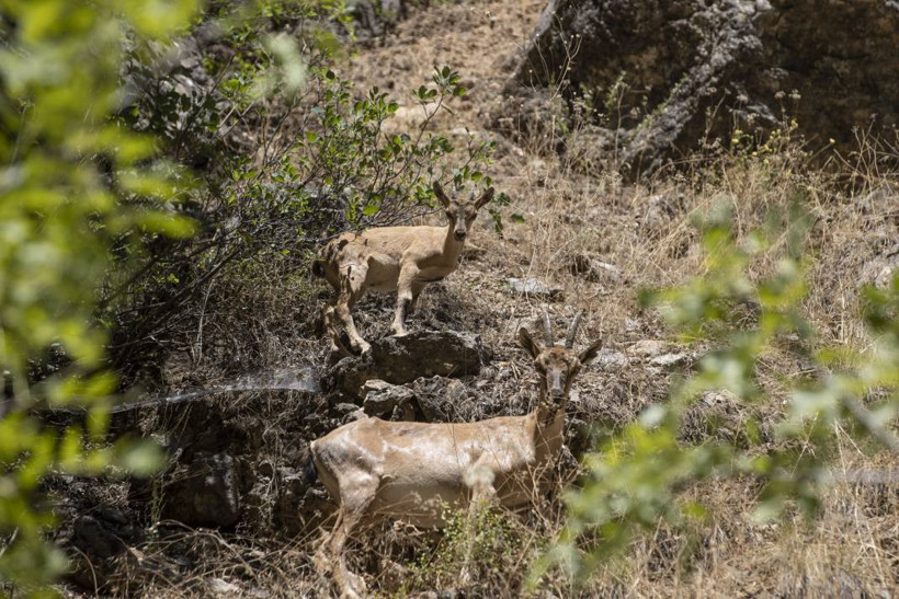 Dersim'de yaban keçileri yavrularıyla görüntülendi - Resim: 8