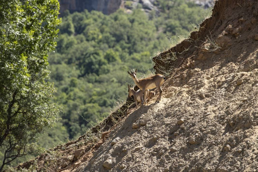 Dersim'de yaban keçileri yavrularıyla görüntülendi - Resim: 5