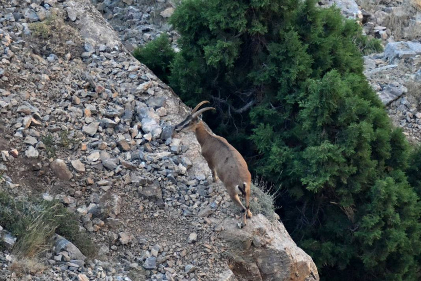 Aladağlar'da dağ keçileri görüntülendi - Resim: 5
