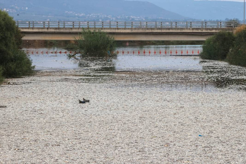 Yunanistan'ın Volos kentinde tonlarca ölü balık nedeniyle olağanüstü hal ilan edildi - Resim: 16