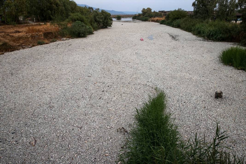 Yunanistan'ın Volos kentinde tonlarca ölü balık nedeniyle olağanüstü hal ilan edildi - Resim: 11